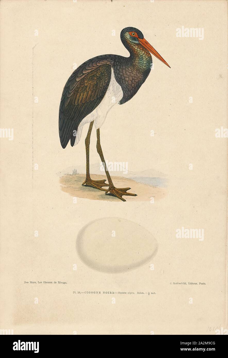 Ciconia nigra, stampa la cicogna nera (Ciconia nigra) è un grande uccello della famiglia cicogna Ciconiidae. Essa è stata descritta per la prima volta da Carlo Linneo nella decima edizione del suo Systema Naturae. La misura in media da 95 a 100 cm (da 37 a 39 in) dalla punta a becco alla fine della coda con un 145-A-155 cm (57-A-61 in) apertura alare l adulto cicogna nera ha principalmente piumaggio nero, con underparts bianchi, lunghe zampe rosse e una lunga appuntita a becco rosso. Una diffusa ma non comuni specie, le razze in posizioni sparse in tutta Europa (prevalentemente in Spagna e centrali e orientali), e l'Asia all'Oceano Pacifico. Si tratta di un Foto Stock