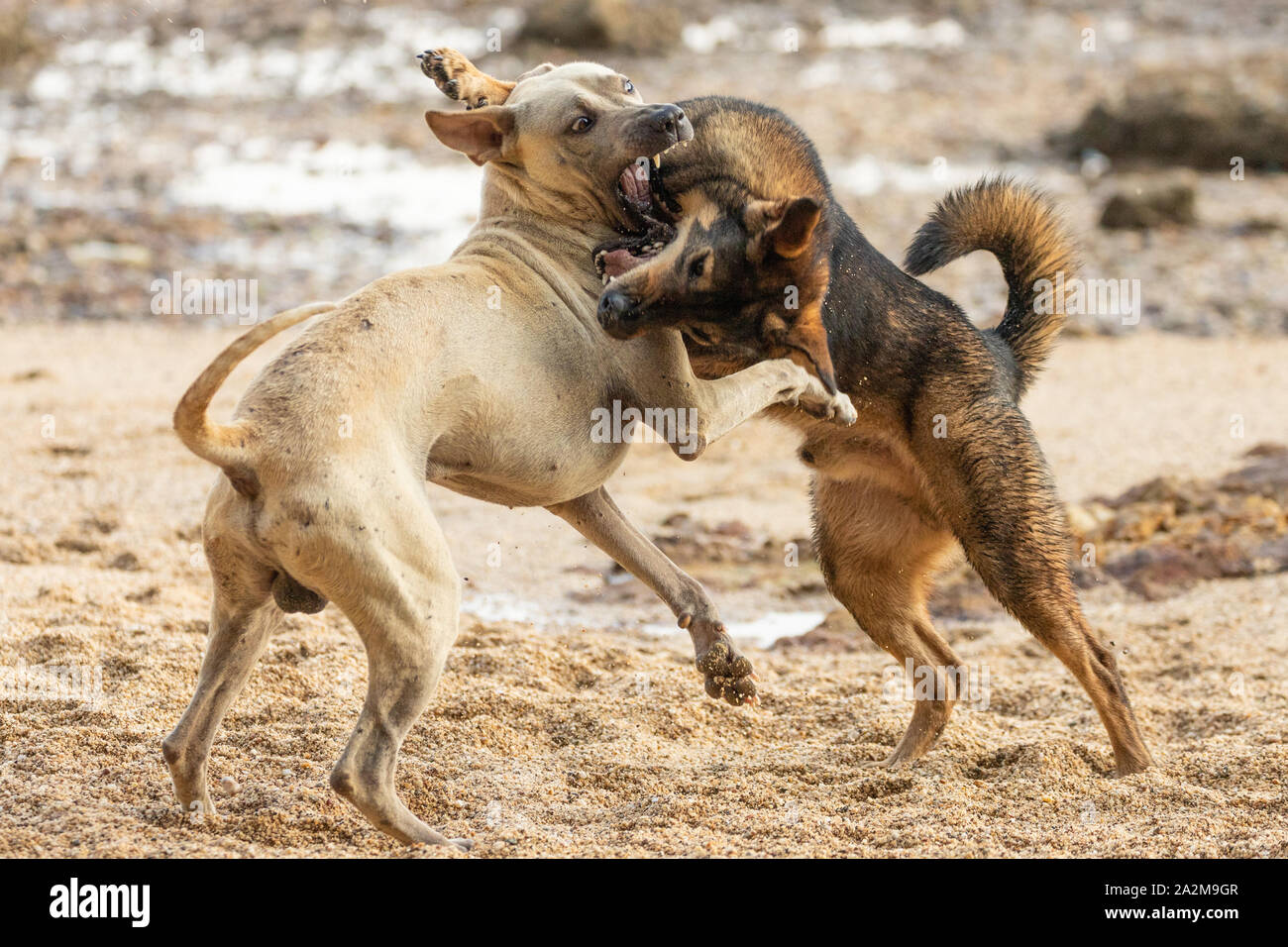 Due cani selvatici sono la riproduzione e combattere su una spiaggia rocciosa in Thailandia Foto Stock