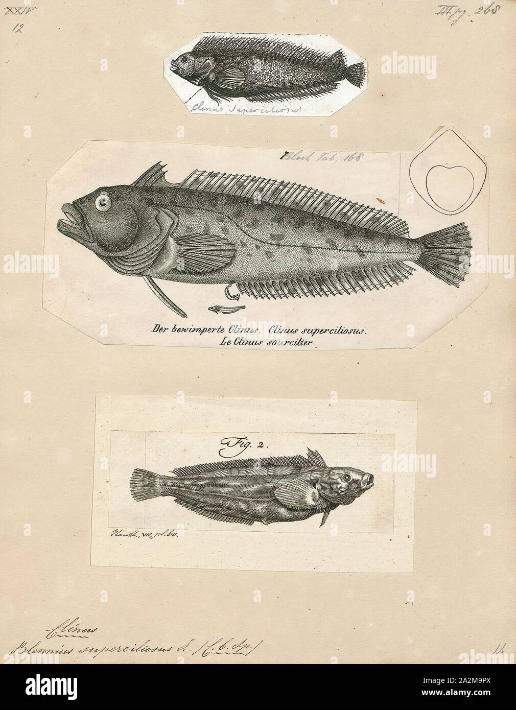 Clinus superciliosus, stampa Clinus superciliosus, il Super klipfish o Highfin klipfish, è una specie di clinid che si verifica in subtropicale le acque dell'Oceano Atlantico dalla Namibia settentrionale per il fiume Kei in Sud Africa dove può essere trovato in subtidal e zone intercotidali. Questa specie può raggiungere una lunghezza massima di 30 cm (12 in) TL. Questa specie si nutre di crostacei bentonici compresi amphipods, isopodi e granchi; ricci di mare; gasteropodi; polychaete worm e altri pesci., 1700-1880 Foto Stock