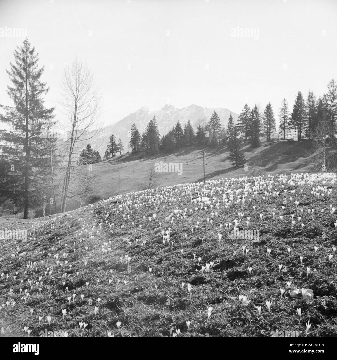 Berglandschaft im Frühling, Deutschland 1930er Jahre. Paesaggio di montagna in primavera, Germania 1930s. Foto Stock