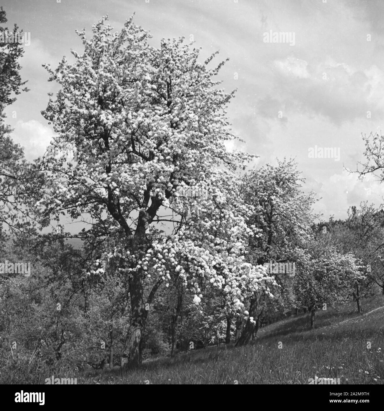 Blühende Bäume im Frühling, Deutschland 1930er Jahre. Gli alberi che fioriscono in primavera, Germania 1930s. Foto Stock