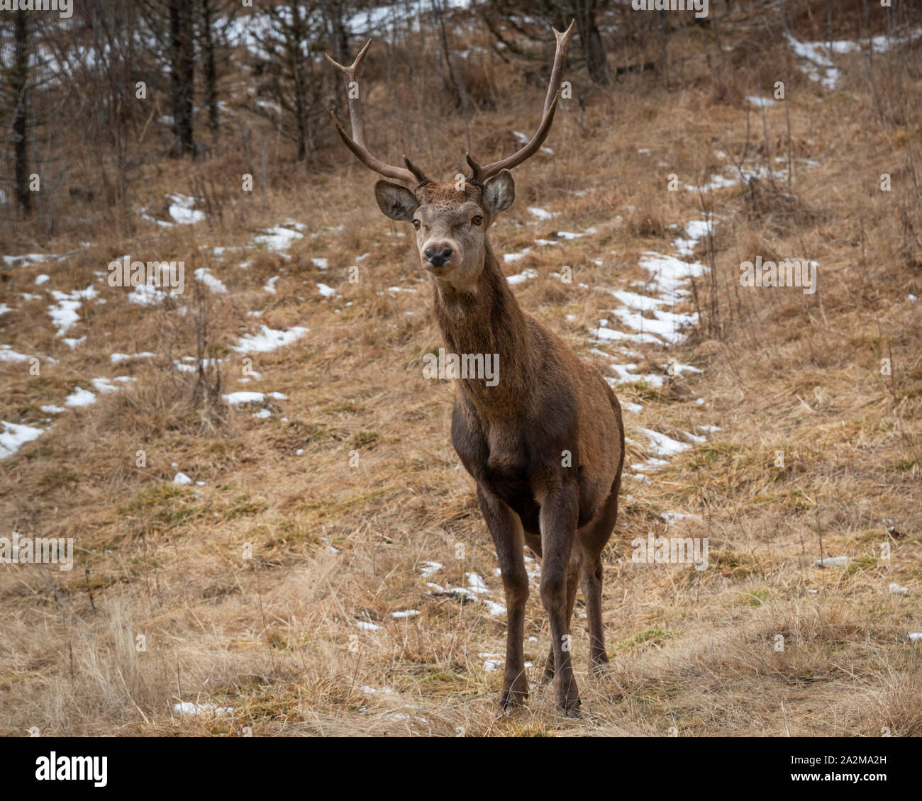 Un maschio di cervi nella foresta Foto Stock