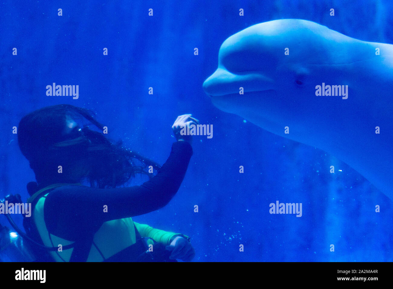 (191003) -- HARBIN, Ottobre 3, 2019 (Xinhua) -- Zang Mingyue e una balena beluga chiamato Mila eseguire a Harbin Polarland ad Harbin, capitale del nord-est della Cina di Provincia di Heilongjiang, Ottobre 2, 2019. Zang Mingyue ha deciso di diventare un istruttore di balene beluga dopo che è stato toccato da una prestazione del mammifero marino quando lei era la guida di un gruppo turistico. Ella si dimise nel 2012 quando aveva 23 anni, e rivolta a lavorare a Harbin Polarland come un trainer. Lei ha superato una serie di difficoltà e si sforza di essere il meglio al suo lavoro. Lei sente che lei ama balene beluga più profondamente come ella sa m Foto Stock