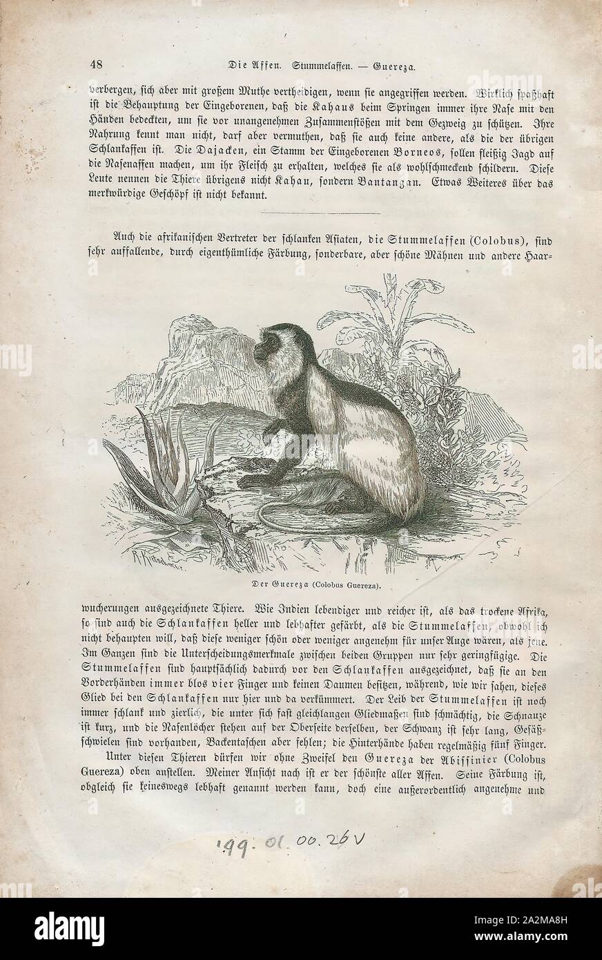 Colobus guereza, stampa l'mantled (guereza Colobus guereza), nota anche semplicemente come la guereza, l'orientale in bianco e nero colobus, o l'abissino nero-e-White Colobus, è un nero-e-White Colobus, un tipo di scimmia del Vecchio Mondo. È nativo per molto di Occidentale Centrale e Africa orientale, compreso il Camerun, Guinea equatoriale, Nigeria, Etiopia, Kenya, Tanzania, Uganda e Ciad. La specie è costituita da varie sottospecie che differiscono in termini di aspetto. Esso ha un aspetto caratteristico che è accennato nel suo nome; le lunghe e bianche frange di capelli la corsa lungo ciascun lato del suo tronco nero sono noti Foto Stock
