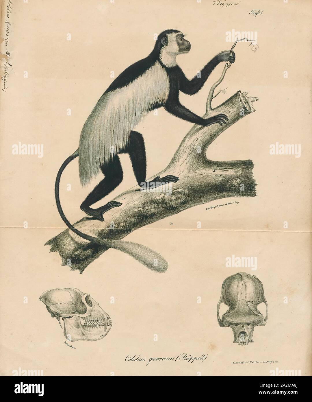 Colobus guereza, stampa l'mantled (guereza Colobus guereza), nota anche semplicemente come la guereza, l'orientale in bianco e nero colobus, o l'abissino nero-e-White Colobus, è un nero-e-White Colobus, un tipo di scimmia del Vecchio Mondo. È nativo per molto di Occidentale Centrale e Africa orientale, compreso il Camerun, Guinea equatoriale, Nigeria, Etiopia, Kenya, Tanzania, Uganda e Ciad. La specie è costituita da varie sottospecie che differiscono in termini di aspetto. Esso ha un aspetto caratteristico che è accennato nel suo nome; le lunghe e bianche frange di capelli la corsa lungo ciascun lato del suo tronco nero sono noti Foto Stock