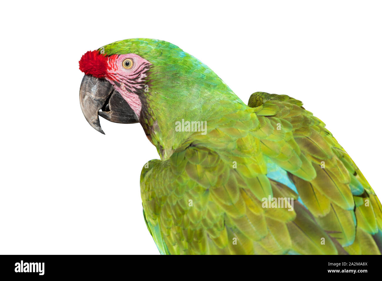 Un militare macaw close up isolati su sfondo bianco Foto Stock