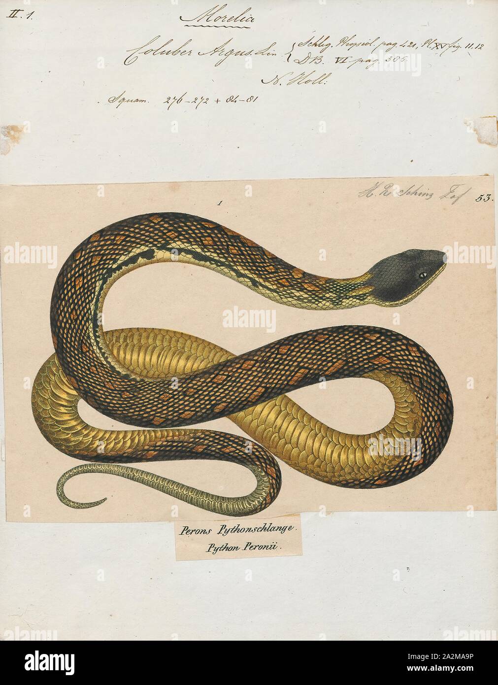 Coluber argus, Stampa, Morelia spilota, a cui viene comunemente fatto riferimento come la moquette python o diamond python, è un grande serpente della famiglia Pythonidae trovati in Australia, Nuova Guinea (Indonesia e Papua Nuova Guinea), arcipelago di Bismarck e le isole Salomone settentrionali. Molte sottospecie sono descritti: ITIS elenca sei, il database del rettile sette e l'IUCN otto., 1700-1880 Foto Stock