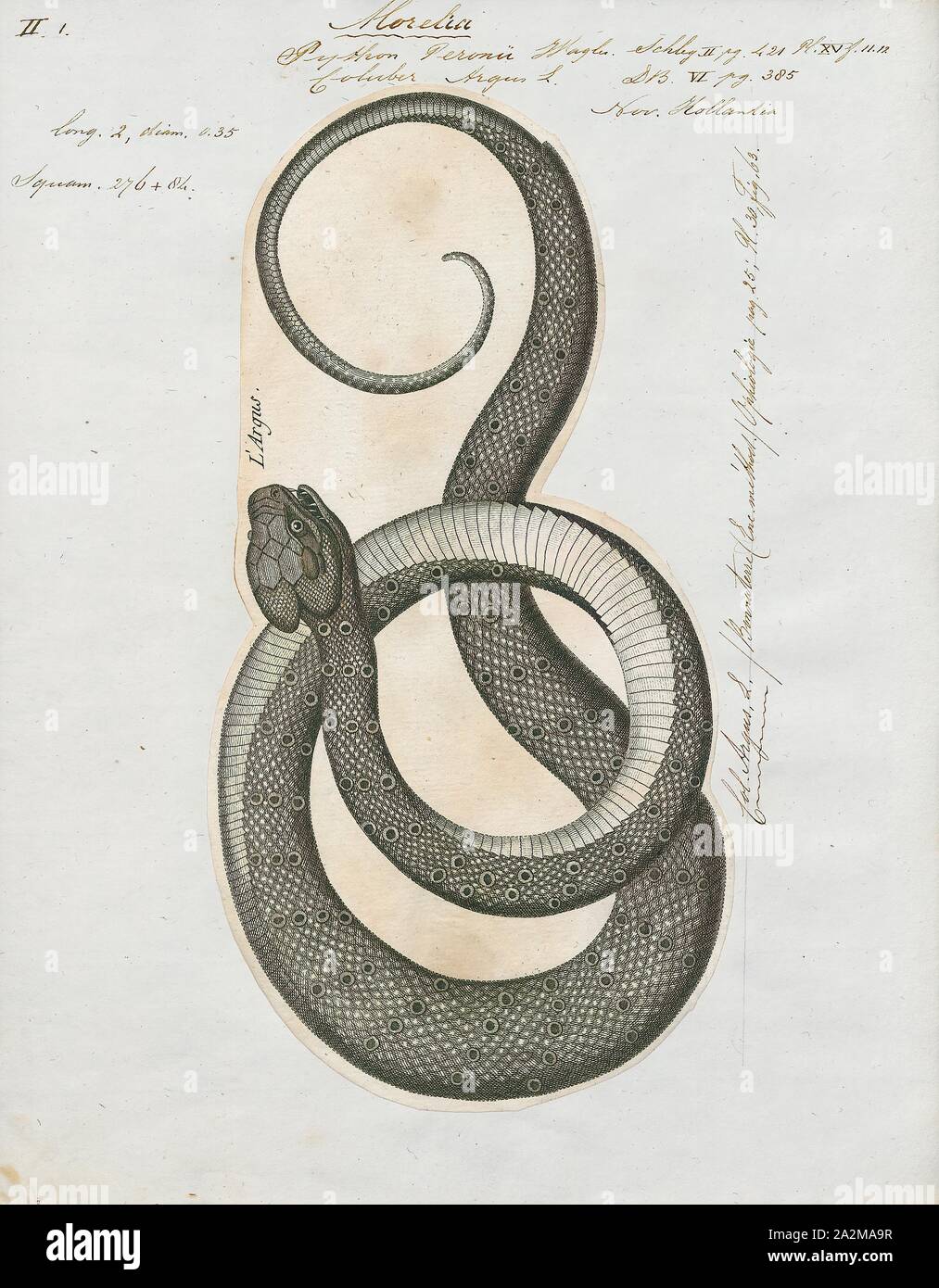 Coluber argus, Stampa, Morelia spilota, a cui viene comunemente fatto riferimento come la moquette python o diamond python, è un grande serpente della famiglia Pythonidae trovati in Australia, Nuova Guinea (Indonesia e Papua Nuova Guinea), arcipelago di Bismarck e le isole Salomone settentrionali. Molte sottospecie sono descritti: ITIS elenca sei, il database del rettile sette e l'IUCN otto., 1700-1880 Foto Stock