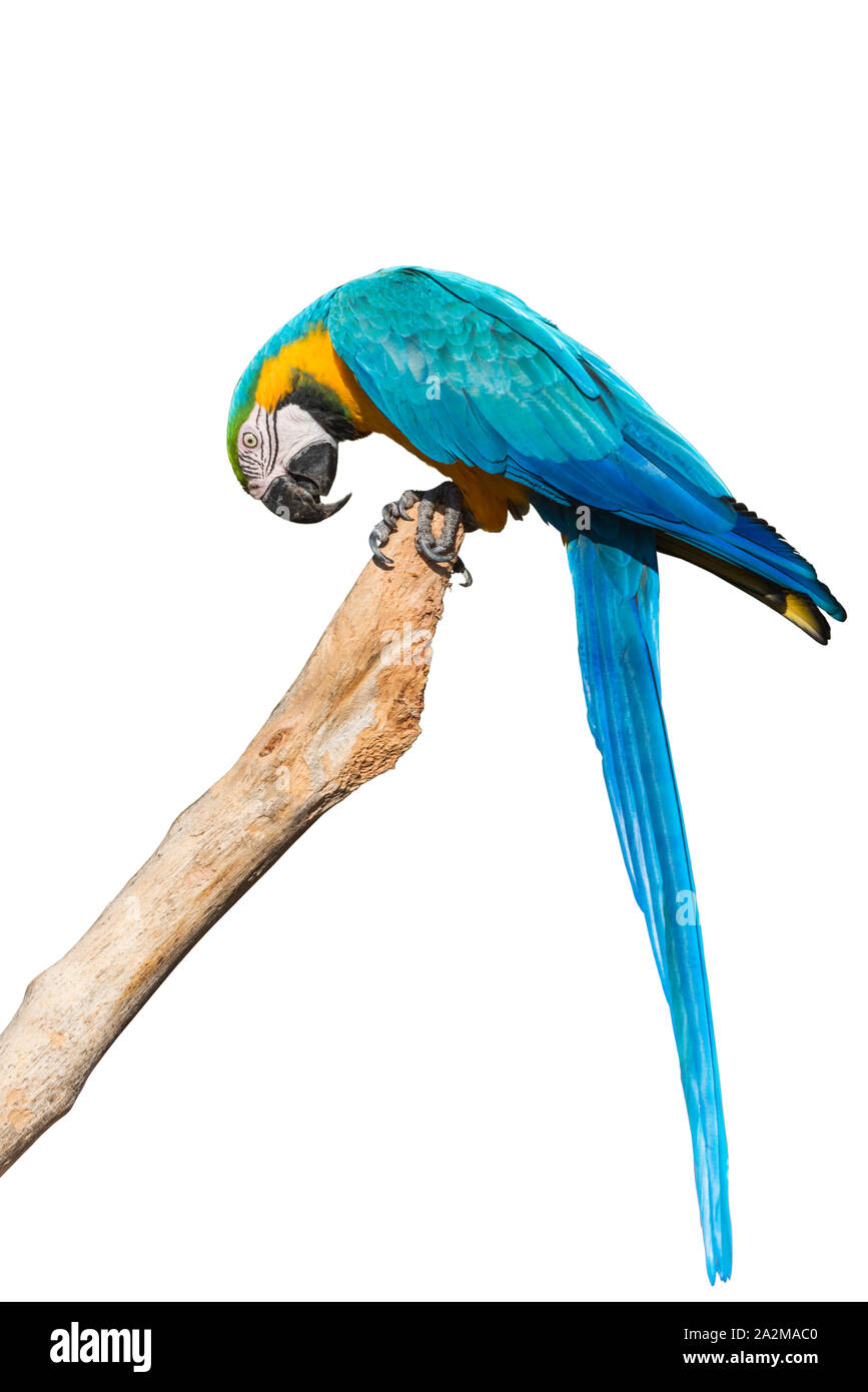 Un blu e giallo macaw su un ramo isolato su sfondo bianco Foto Stock