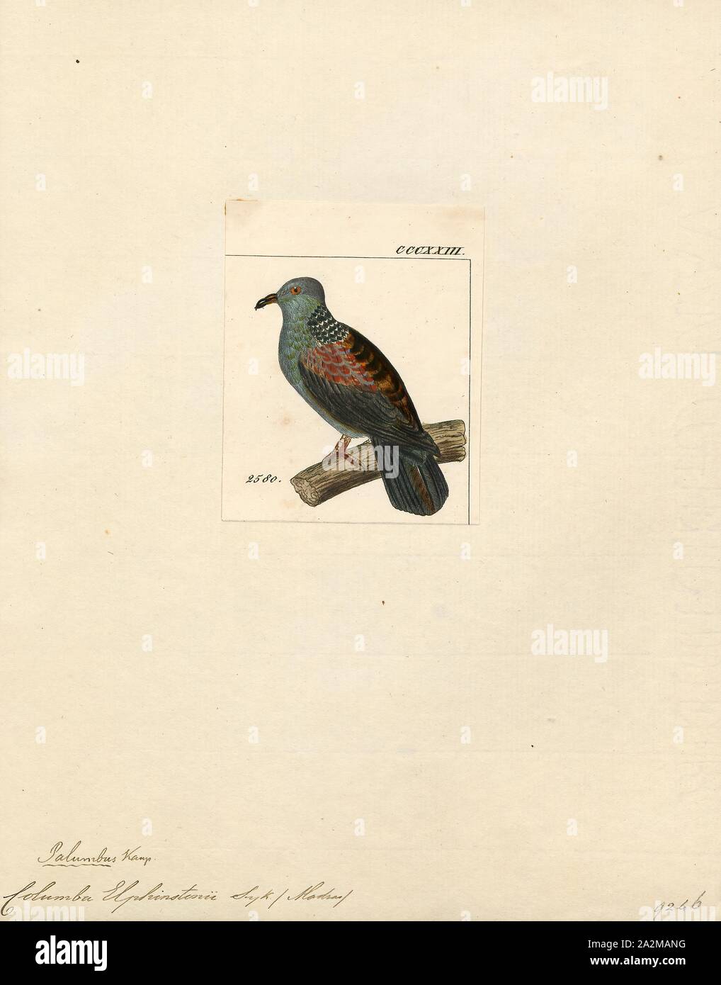 Columba elphinstonii, stampa il Nilgiri il Colombaccio ( Columba elphinstonii) è grande pigeon trovati nelle umide foreste decidue e sholas del i Ghati Occidentali in India sudoccidentale. Essi sono principalmente frugivorous e foraggio nella tettoia della collina di dense foreste. Essi sono meglio identificati nel campo dalla loro grande dimensione, i colori scuri e il caratteristico motivo a scacchiera sulla loro nuca, 1820-1860 Foto Stock