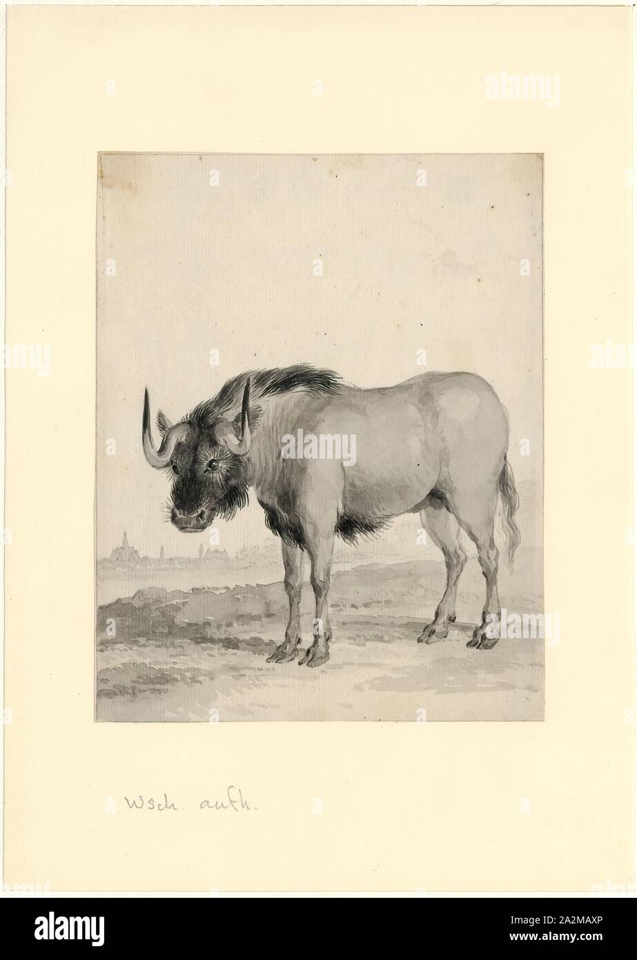 Connochaetes gnou, stampa, il GNU nero o bianco-tailed gnu (Connochaetes gnou) è uno dei due strettamente correlati gnu specie. Si tratta di un organo del genere Connochaetes e famiglia bovidi. Essa è stata descritta per la prima volta nel 1780 da Eberhard August Wilhelm von Zimmermann. Il nero gnu è tipicamente 170-220 cm (67-87) in testa e la lunghezza del corpo e il peso tipico è di 110 180 kg (240-400 lb). I maschi di stand di circa 111-121 cm (44-48 in.) in corrispondenza della spalla, mentre l'altezza delle femmine è 106-116 cm (42-46 in.). Il nero gnu è caratterizzato dalle sue bianche, lungo, cavallo-come tail. Esso Foto Stock
