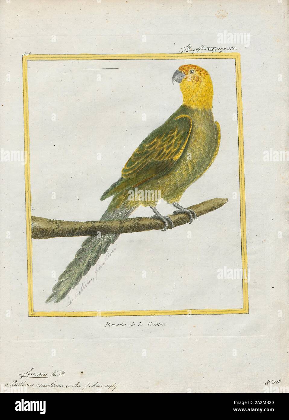 Conurus carolinensis, Stampa La Carolina parrocchetto (Conuropsis carolinensis) o Carolina conure è una specie estinte di piccolo verde neotropical parrot con un luminoso testina del giallo, arancione rossastro e viso pallido nativo a becco per l'Est, Midwest e pianure gli stati degli Stati Uniti. Era il solo pappagallo indigene entro il suo range, nonché uno dei soli due pappagalli nativi per gli Stati Uniti (l'altro è la spessa fatturati parrot). È stato trovato dalla Southern New York e Wisconsin a Kentucky, Tennessee e il Golfo del Messico dal litorale atlantico come estremo ovest come Colorado orientale Foto Stock