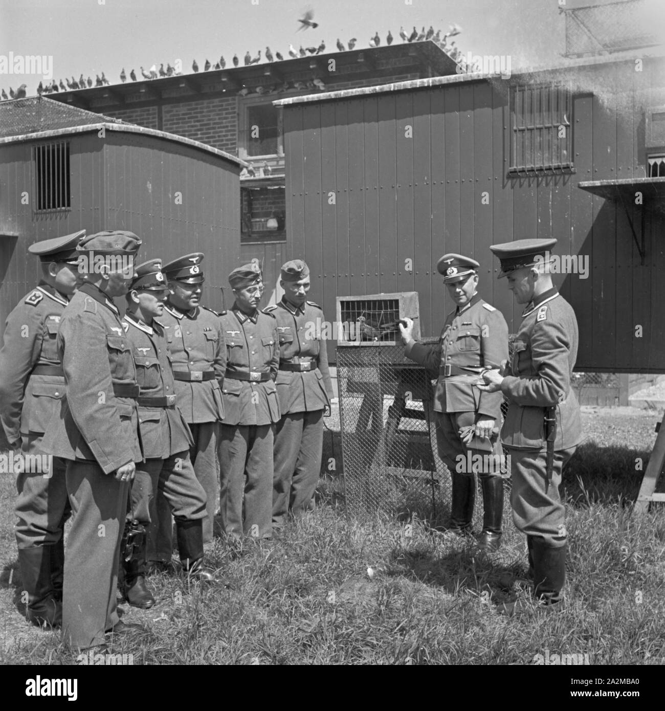 Original-Bildunterschrift: bei einem Lehrgang in der Anstalt für Heeresbrieftauben: hier lernen Soldaten der Nachrichtentruppe den richtigen Umgang mit Brieftauben für Meldezwecke, Deutschland 1940er Jahre. La formazione di soldati di varie signal corps come eseguire con piccioni viaggiatori a scopo militare, Germania 1940s. Foto Stock