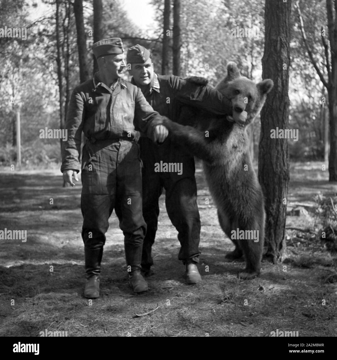 Original-Bildunterschrift: Unterhaltung mit dem Kompanie Bären bei einem brandenburgischen Luftnachrichten Regiment, Deutschland 1940er Jahre. Divertente la mascotte della società a un segnale corps dal Land Brandeburgo, Germania 1940s. Foto Stock