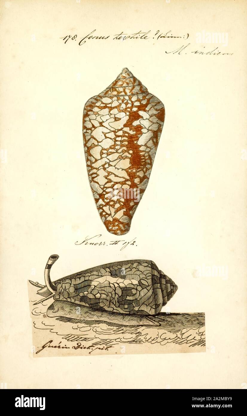 Conus tessile, Stampa, Conus tessile, nome comune il cono di tessuto o  stoffa di oro cono è un infame specie di lumaca di mare, un mare di  mollusco gasteropode della famiglia Conidae,