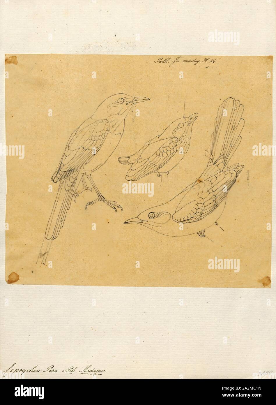 Copsychus pica, stampa Gazza-robin, la gazza-robins o shamas (da shama, Bengali e Hindi per C. malabaricus) sono di medie dimensioni uccelli insettivori (alcuni anche mangiare le bacche e altri frutti in genere Copsychus. Esse sono state in precedenza il tordo famiglia Turdidae, ma ora sono trattati come parte del vecchio mondo famiglia flycatcher Muscicapidae. Essi sono il giardino e bosco dimora delle specie che si trovano in Africa e in Asia., 1868 Foto Stock