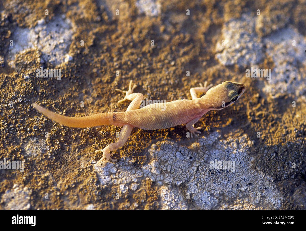 Natterer di gecko (Tropiocolotes nattereri ) שממית זוטית Foto Stock