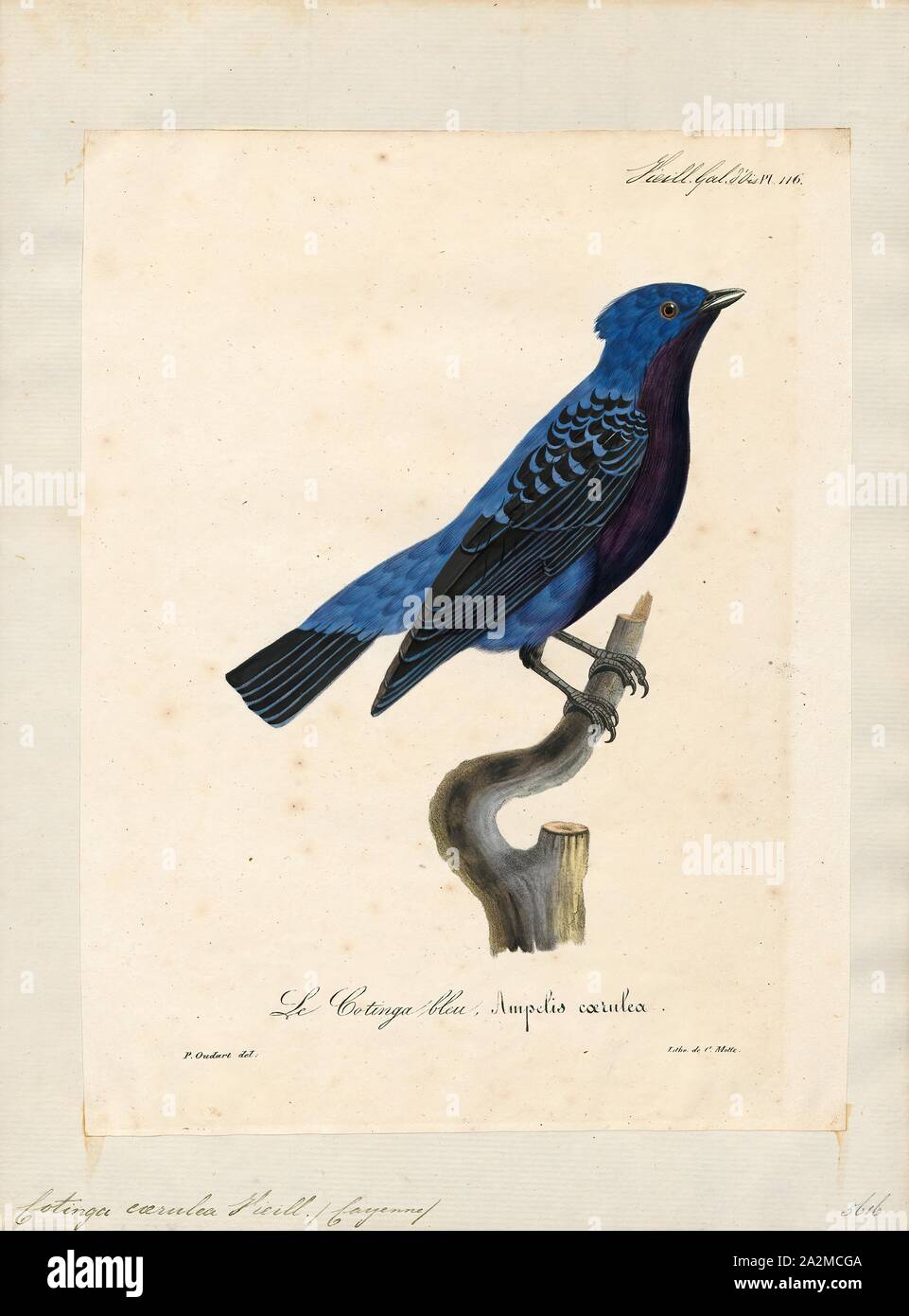 Cotinga caerulea, stampa l'cotingas sono una grande famiglia, Cotingidae, di suboscine passerine uccelli che si trovano in America centrale e tropical America del Sud. Cotingas sono uccelli delle foreste o margini di boschi, che sono frugivorous primario. Hanno tutte un ampio fatture con punte ad uncino, ali arrotondate e gambe forti. Essi variano in dimensioni da 12-13 cm (4.7-5.1 in) del Fiery-throated fruiteater (Pipreola chlorolepidota) fino a un massimo di 48-51 cm (19-20 in.) di amazzonica umbrellabird (Cephalopterus ornatus)., 1825-1834 Foto Stock