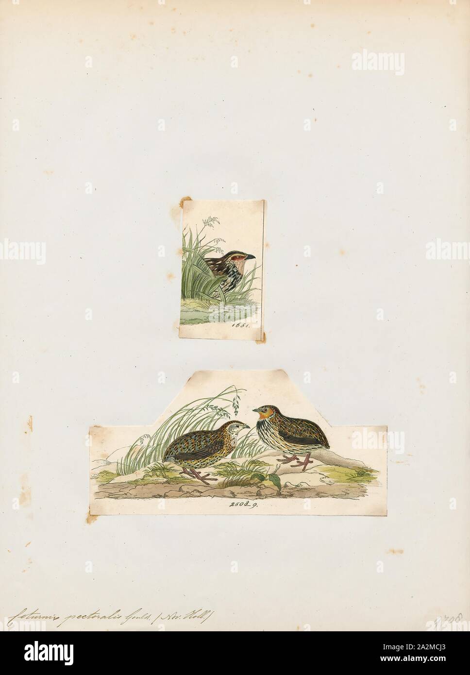 Coturnix pettorale, stampa la stoppia Quaglia (Coturnix pettorale) è un nativo specie australiane, che è la più comune specie di quaglia in Australia. La specie non è al di sotto di qualsiasi minaccia di estinzione (IUCN almeno il problema). La stoppia quaglie sono diffusi e si trovano in tutta tutti gli Stati e territori dell'Australia ad esclusione della Tasmania. Altri nomi comuni includono il grigio quaglia e pettorali. quaglia, 1700-1880 Foto Stock