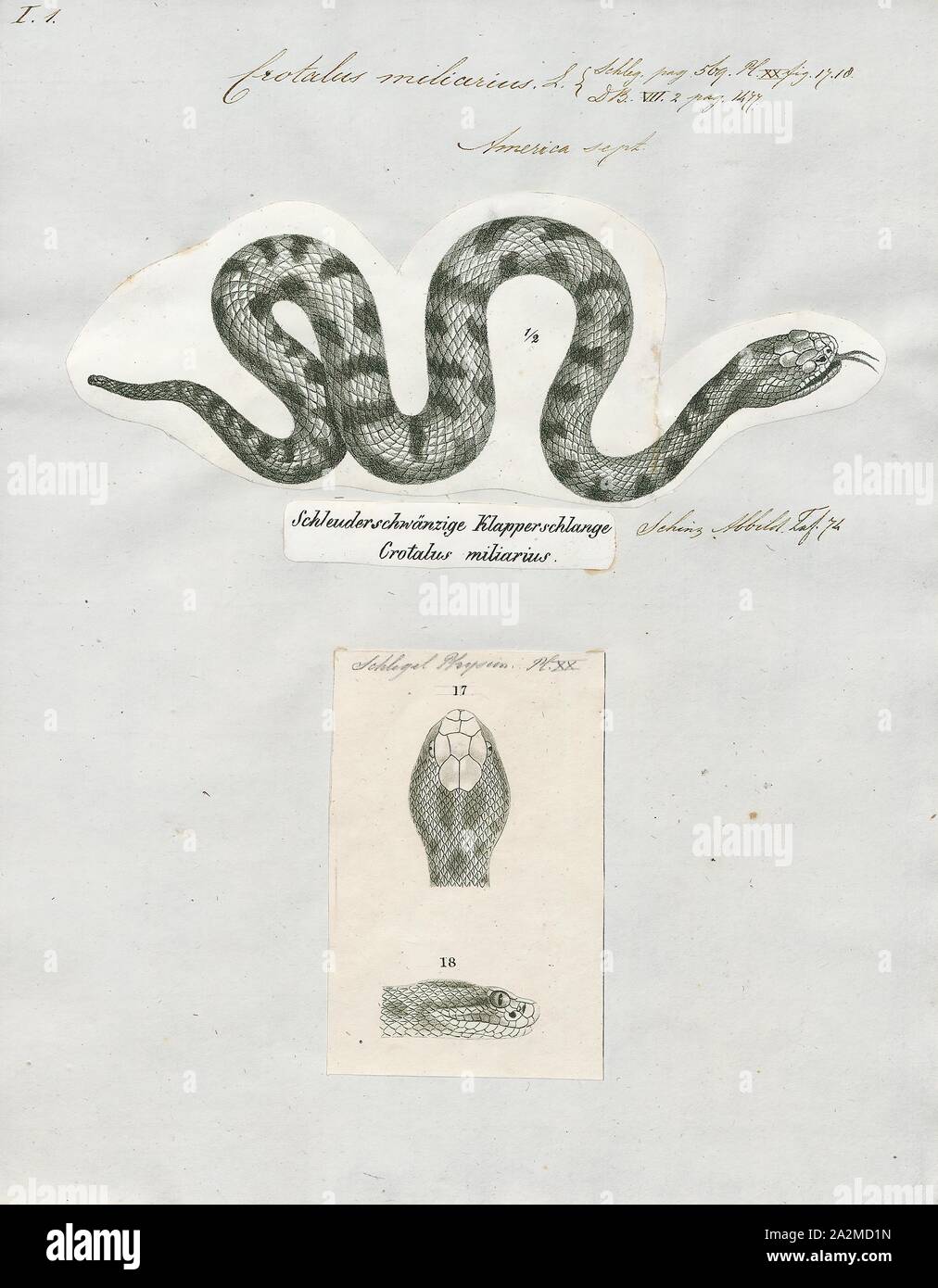 Crotalus miliarius, stampa Sistrurus miliarius, comunemente chiamato rattlesnake pigmeo, è una specie di serpente velenoso nella sottofamiglia Crotalinae (fossa vipere) della famiglia dei Viperidi denominate. La specie è endemica del sud-est degli Stati Uniti. Tre sottospecie sono attualmente riconosciuti, ivi compresa la nomina di sottospecie descritto qui., 1700-1880 Foto Stock