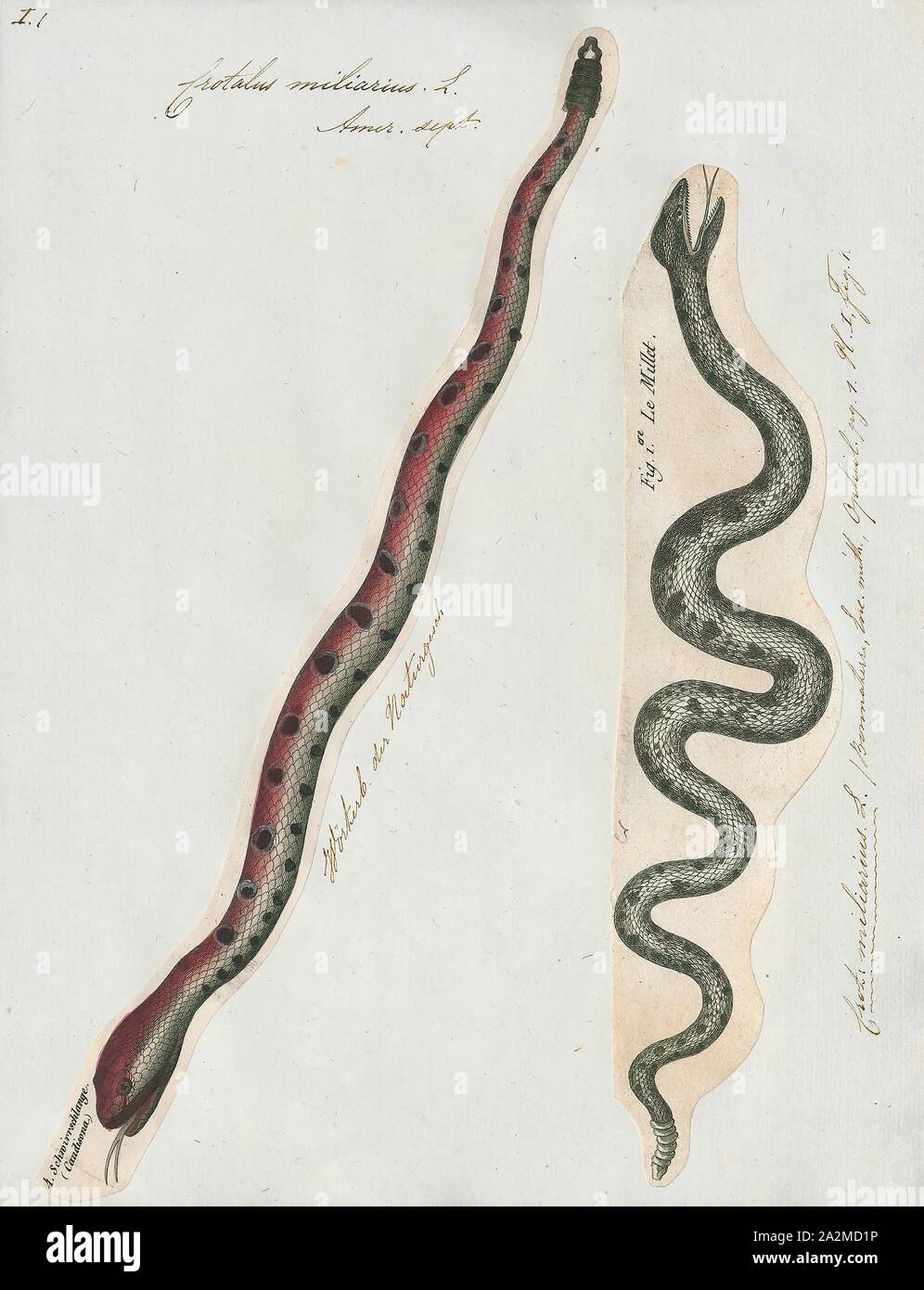 Crotalus miliarius, stampa Sistrurus miliarius, comunemente chiamato rattlesnake pigmeo, è una specie di serpente velenoso nella sottofamiglia Crotalinae (fossa vipere) della famiglia dei Viperidi denominate. La specie è endemica del sud-est degli Stati Uniti. Tre sottospecie sono attualmente riconosciuti, ivi compresa la nomina di sottospecie descritto qui., 1700-1880 Foto Stock