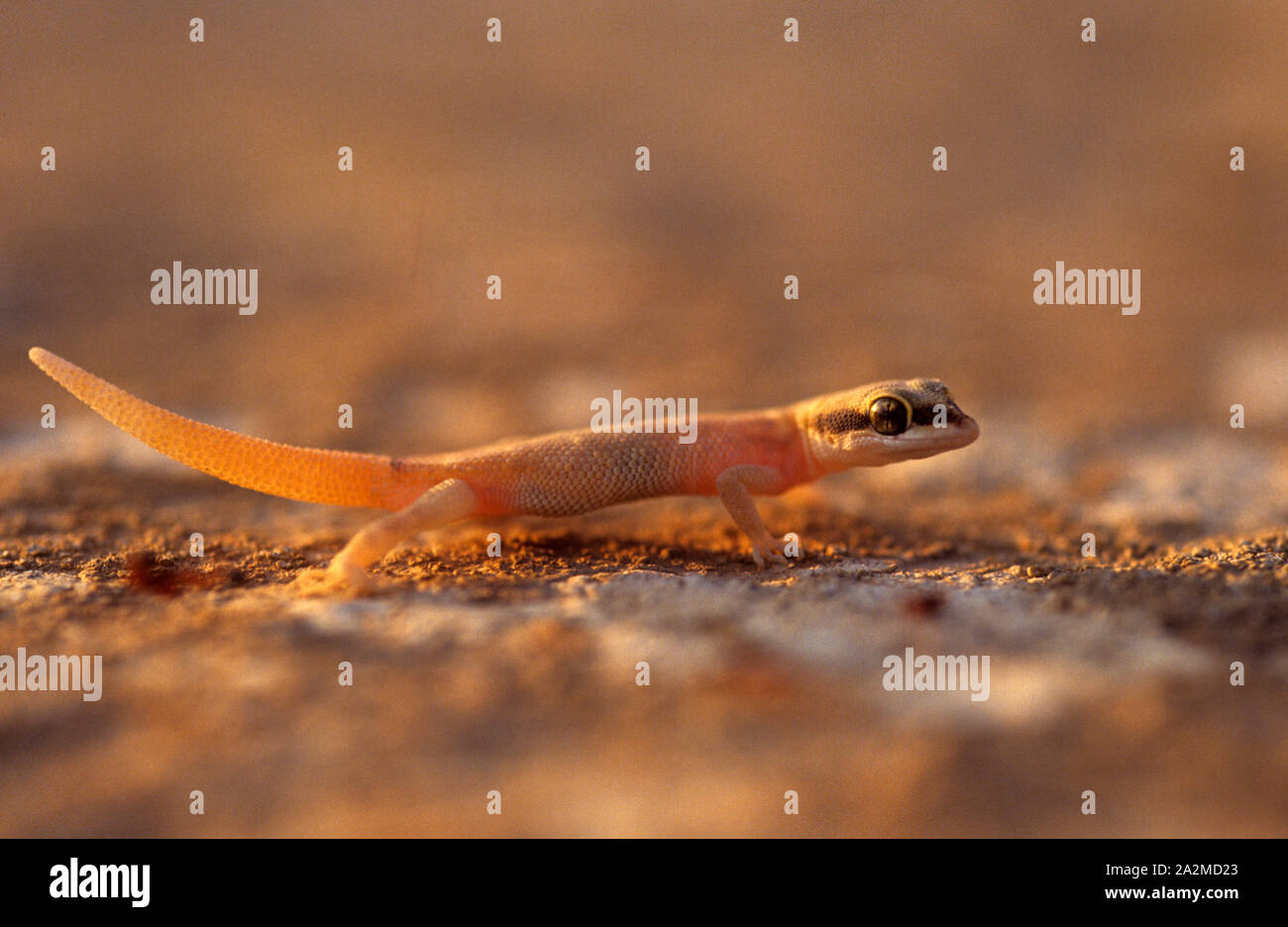 Natterer di gecko (Tropiocolotes nattereri ) שממית זוטית Foto Stock