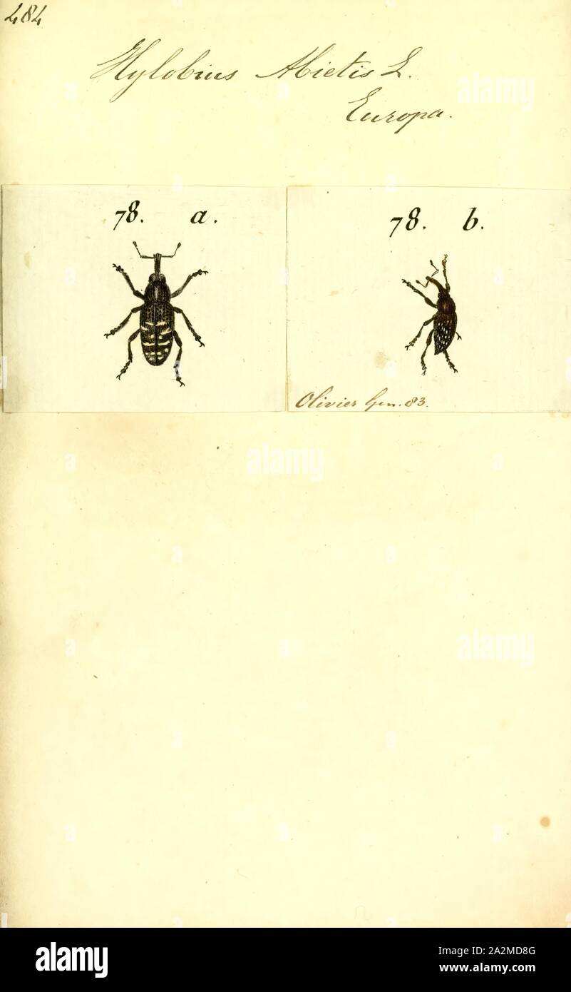 Curculio, stampa Curculio è un genere di curculioni appartenenti alla famiglia Curculionidae e Curculioninae sottofamiglia. Membri del genere sono comunemente indicati come acorn curculioni o dado curculioni come essi infestano i semi di piante come le querce e hickories. La femmina adulta del curculione fori di un piccolo foro nel dado immaturi per depositare le sue uova, che poi si schiudono in larve legless. In autunno le larve fori attraverso i gusci dall'interno di emergere nel suolo dove loro possono vivere per un anno o due prima di maturare in adulti Foto Stock
