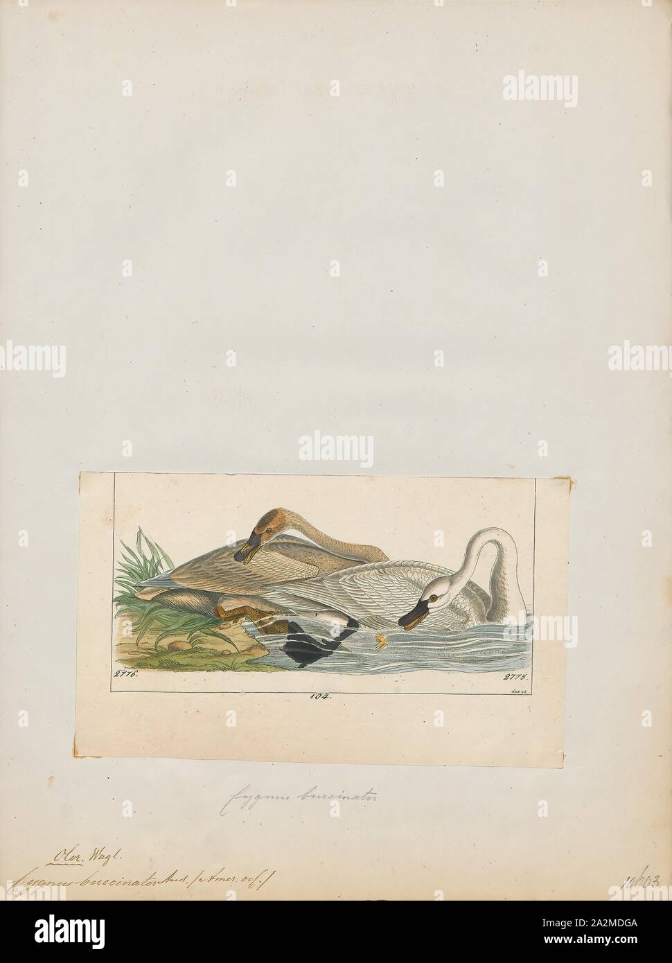 Cygnus buccinatore, Stampa, The Trumpeter swan (Cygnus buccinatore) è una specie di cigno scoperto in Nord America. La più pesante di uccelli viventi nativi di America del Nord, è anche la più grande extant specie di uccelli acquatici con una apertura alare che può superare 10 ft (3 m). È la controparte americana e un parente stretto del whooper swan (Cygnus cygnus) di Eurasia e persino è stato considerato la stessa specie da alcune autorità. Dal 1933, meno di 70 wild trombettieri erano note di esistere e di estinzione sembrava imminente, fino a quando le rilevazioni aeree scoperto un pacifico la popolazione di diverse migliaia di trombettieri Foto Stock