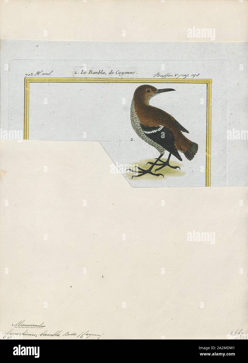Bambla Cyphorhinus, stampa Cyphorhinus è un genere di uccelli nella famiglia Troglodytidae. Istituito da Jean Cabanis nel 1844, 1700-1880 Foto Stock