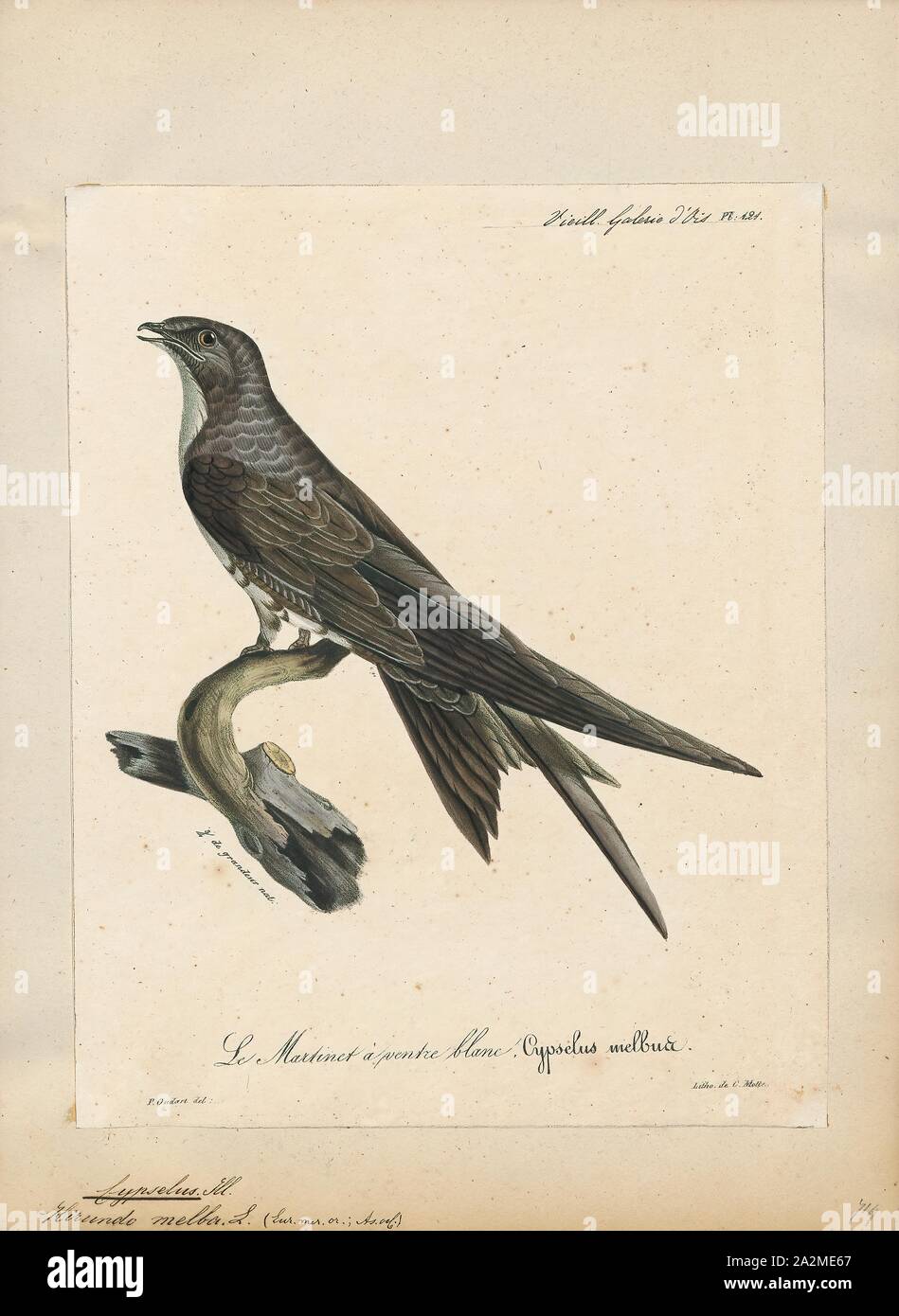 Cypselus melba, stampa 1825-1834 Foto Stock