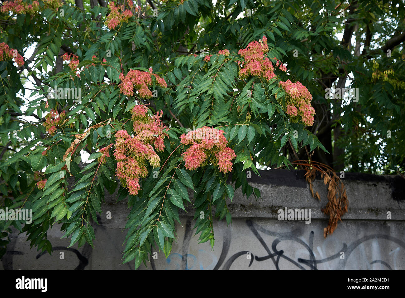 Ailanthus altissima Foto Stock