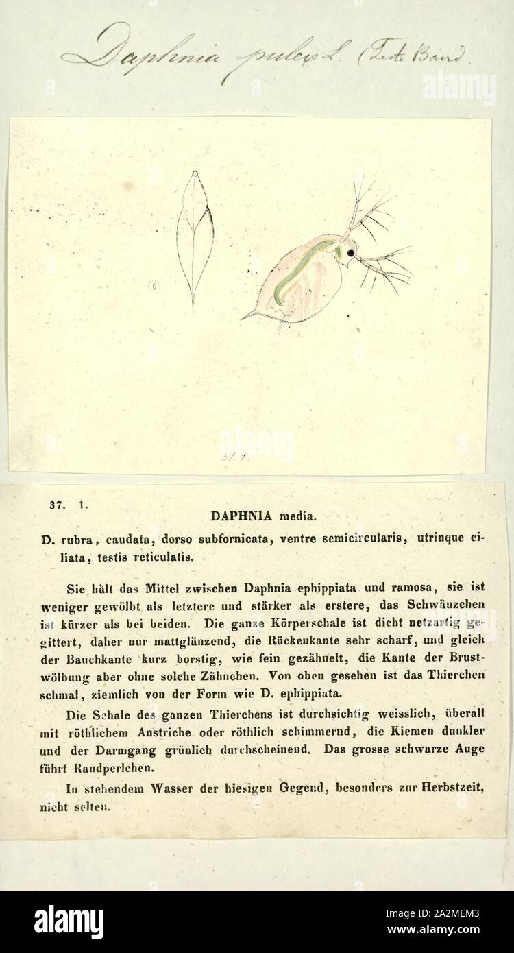 La dafnia pulex, Stampa, Daphnia pulex è la specie più comune di pulce d'acqua. Esso ha una distribuzione cosmopolita: la specie è presente in tutto il Nord America, in Europa e in Australia. È una specie di modello, e fu il primo crostaceo per avere il suo genoma sequenziato Foto Stock