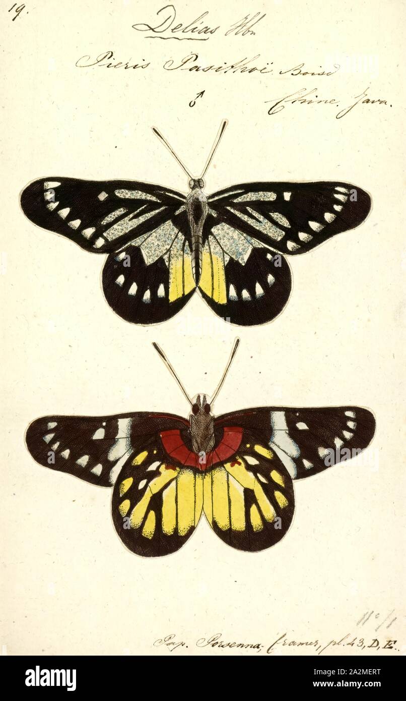 Delias, stampa Delias è un genere di farfalle. Ci sono circa 250 specie di Delias, trovati in Sud Asia e Australia. Delias è considerato per le sue origini evolutive nella regione australiana Foto Stock