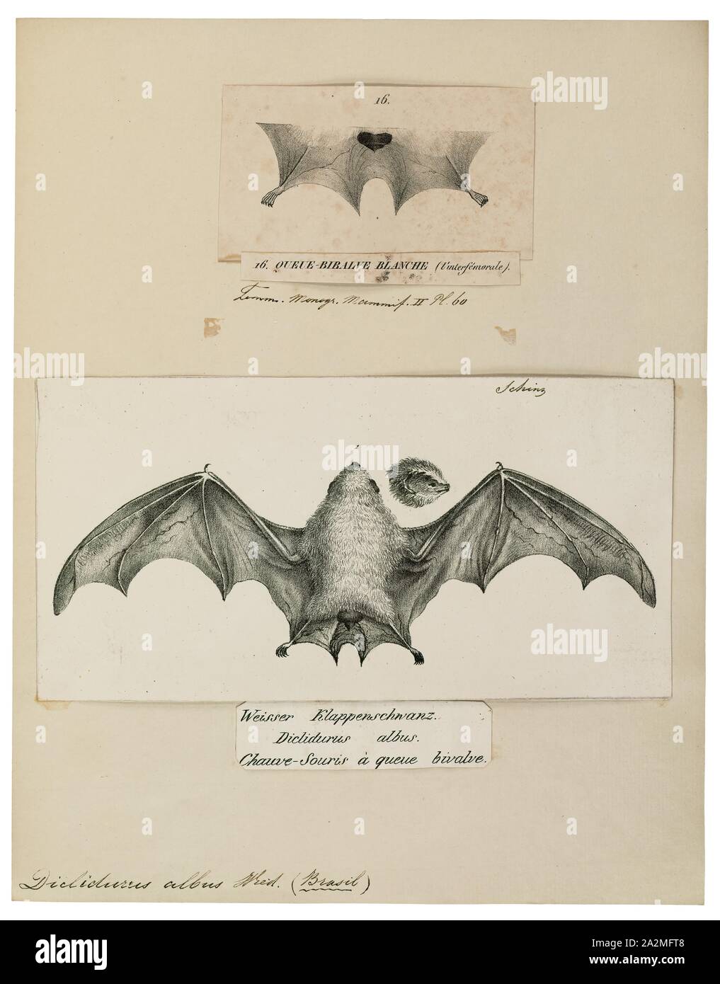 Diclidurus albus, stampa, il fantasma del nord bat (Diclidurus albus) è una specie di pipistrelli dal Sud America, Trinidad, e America centrale. È un relativamente rari, completamente bianco, insettivori bat, con un insolito sac alla base della sua coda., 1700-1880 Foto Stock