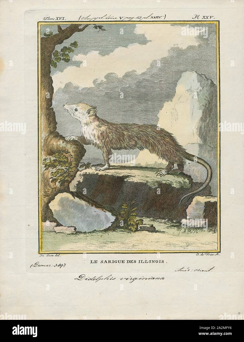 Didelphis virginiana, stampa, la Virginia opossum (Didelphis virginiana), comunemente noto come il North American opossum, è l'unico marsupiale scoperto a nord del Messico. Negli Stati Uniti, l'animale è tipicamente indicata semplicemente come un opossum. È un solitario e animale notturno circa le dimensioni di un gatto domestico. Si tratta di un successo opportunista. È già familiare a molti nord americani come si è visto spesso nelle vicinanze di città, rovistando tra l bidoni della spazzatura, e possono diventare un fastidio., 1700-1880 Foto Stock