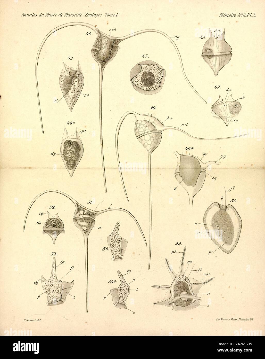 Dinophysis allieri, stampa Dinophysis è un genere di comune dinoflagellates in tropicale, temperato, acque costiere e acque oceaniche. Essa è stata descritta per la prima volta nel 1839 da Christian Gottfried Ehrenberg Foto Stock