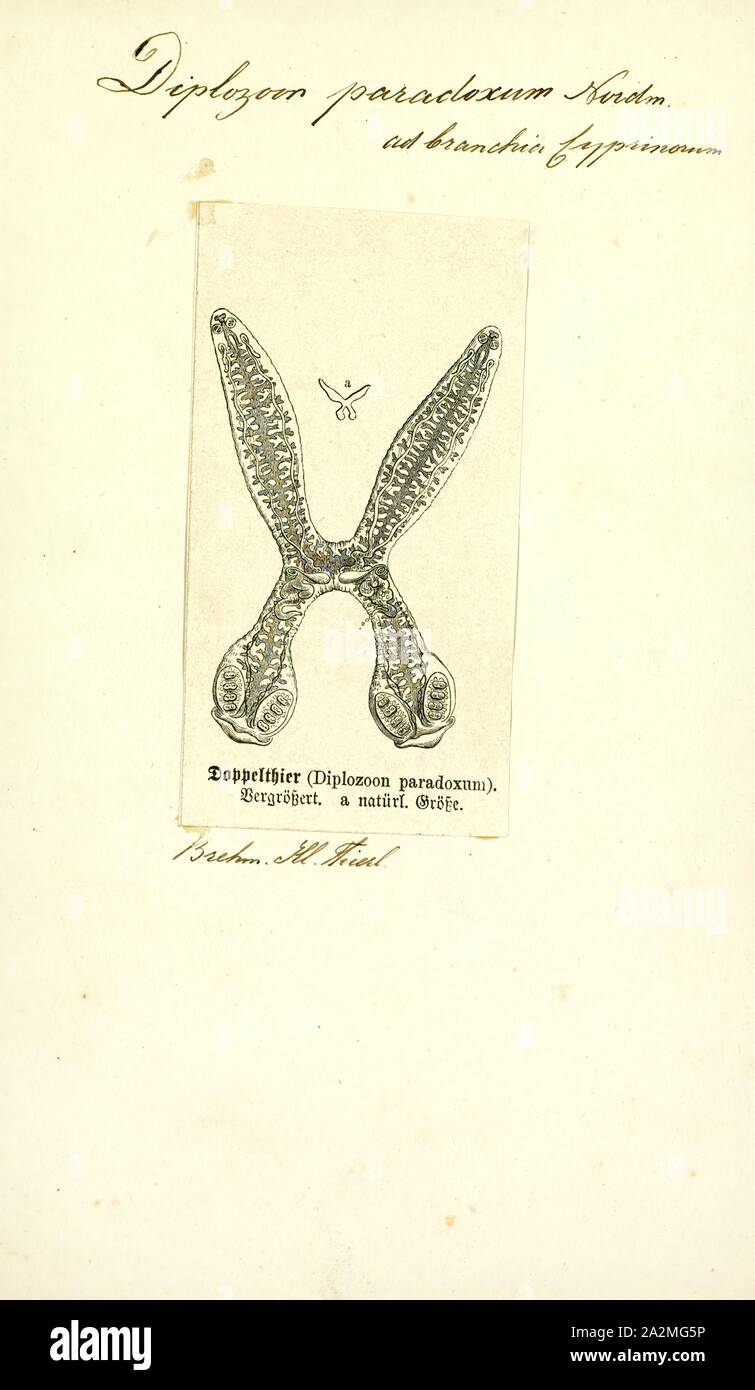 Diplozoon paradoxum, stampa Diplozoon paradoxum è un flatworm (platyhelminth) dalla classe Monogenea trovati in pesci di acqua dolce in Asia e in Europa e noto per la sua completa la monogamia. Questo parassita si trova comunemente in branchie Europeo dei ciprinidi pesci. Essa è in genere di circa 0,7 centimetri di lunghezza (circa le dimensioni di un unghia) e presenta simmetria bilaterale. Essa ha diversi ganci in corrispondenza della sua bocca che si utilizza per agguantare su per le branchie di pesce. Da lì si nutre di sangue di un ciprinicole Foto Stock