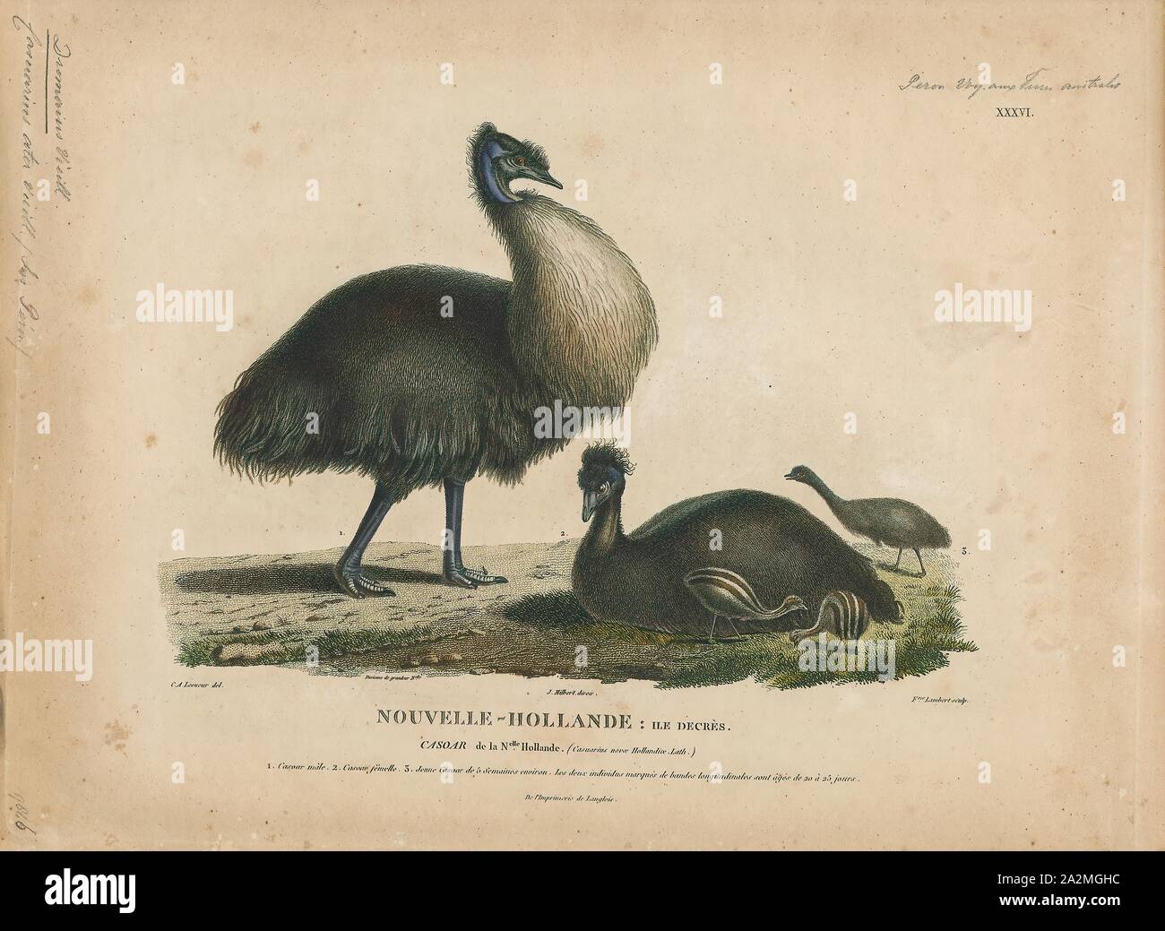 Dromaius ater, stampa l'emu (Dromaius novaehollandiae) è il secondo più grande uccello vivo per altezza, dopo il suo parente di ratiti, lo struzzo. È endemico in Australia dove è il più grande uccello nativo e il solo elemento esistenti del genere Dromaius. L'emu gamma copre la maggior parte del continente australiano, ma il Tasmanian, Kangaroo Island e King Island sottospecie si estinse dopo l insediamento europeo di Australia in 1788. L'uccello è sufficientemente comune per poter essere classificato come un meno preoccupazione specie dall'Unione internazionale per la conservazione della natura., 1807-1824 Foto Stock