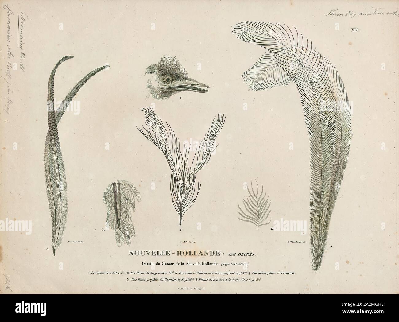Dromaius ater, stampa l'emu (Dromaius novaehollandiae) è il secondo più grande uccello vivo per altezza, dopo il suo parente di ratiti, lo struzzo. È endemico in Australia dove è il più grande uccello nativo e il solo elemento esistenti del genere Dromaius. L'emu gamma copre la maggior parte del continente australiano, ma il Tasmanian, Kangaroo Island e King Island sottospecie si estinse dopo l insediamento europeo di Australia in 1788. L'uccello è sufficientemente comune per poter essere classificato come un meno preoccupazione specie dall'Unione internazionale per la conservazione della natura., testa e piuma Foto Stock
