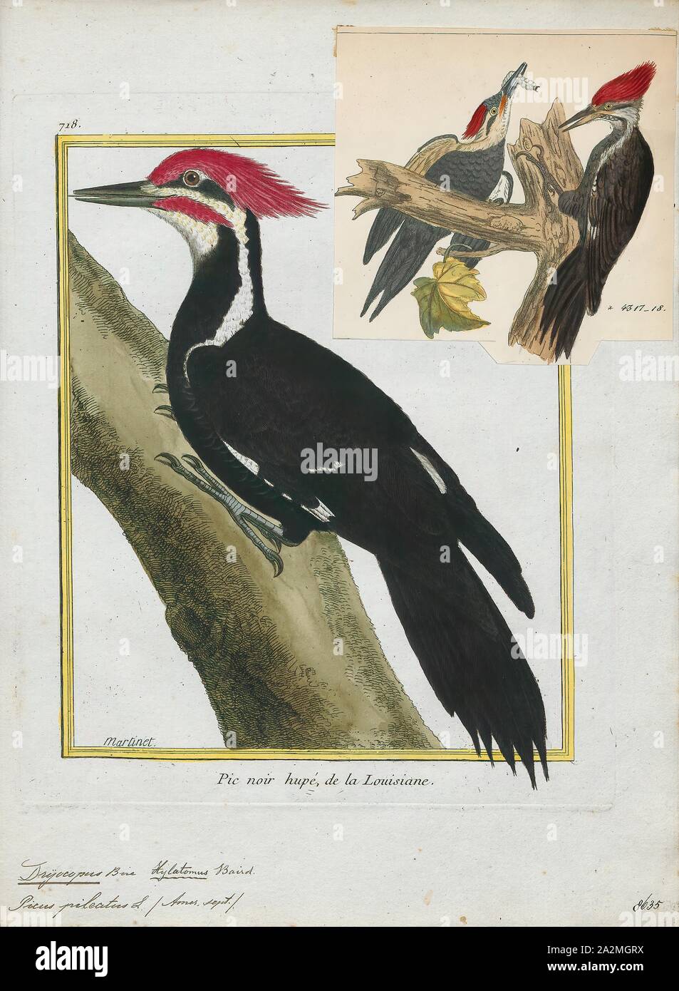 Dryocopus pileatus, stampa, il picchio pileated (Dryocopus pileatus) è un picchio originaria del Nord America. Questo insettivori bird è per lo più sedentario abitante delle foreste di latifoglie nel Nord America orientale, Grandi laghi, foreste boreali di Canada e parti della costa del Pacifico. È la seconda più grande picchio rosso maggiore sul continente, dopo le specie gravemente minacciate-avorio picchio fatturati. Il termine 'pileated" si riferisce a l'uccello prominente cresta rossa, con il termine dal latino pileatus il significato di "capped'., 1700-1880 Foto Stock