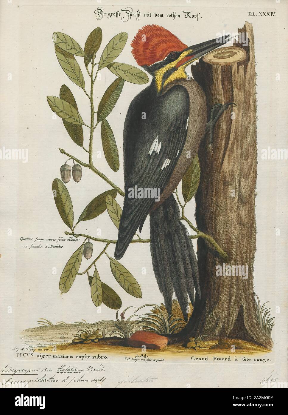 Dryocopus pileatus, stampa, il picchio pileated (Dryocopus pileatus) è un picchio originaria del Nord America. Questo insettivori bird è per lo più sedentario abitante delle foreste di latifoglie nel Nord America orientale, Grandi laghi, foreste boreali di Canada e parti della costa del Pacifico. È la seconda più grande picchio rosso maggiore sul continente, dopo le specie gravemente minacciate-avorio picchio fatturati. Il termine 'pileated" si riferisce a l'uccello prominente cresta rossa, con il termine dal latino pileatus il significato di "capped'., 1700-1880 Foto Stock
