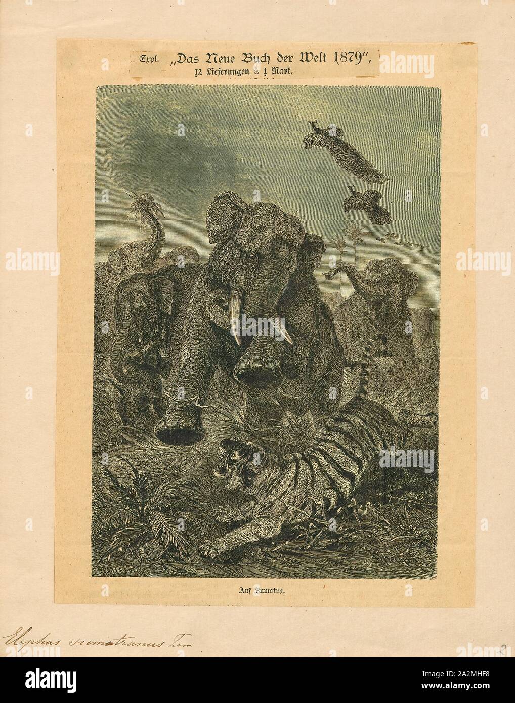 Elephas sumatranus, stampa Elephas è uno dei due generi superstite nella famiglia di elefanti, Elephantidae, con una specie di superstite, l'elefante Asiatico, Elephas maximus., 1879 Foto Stock