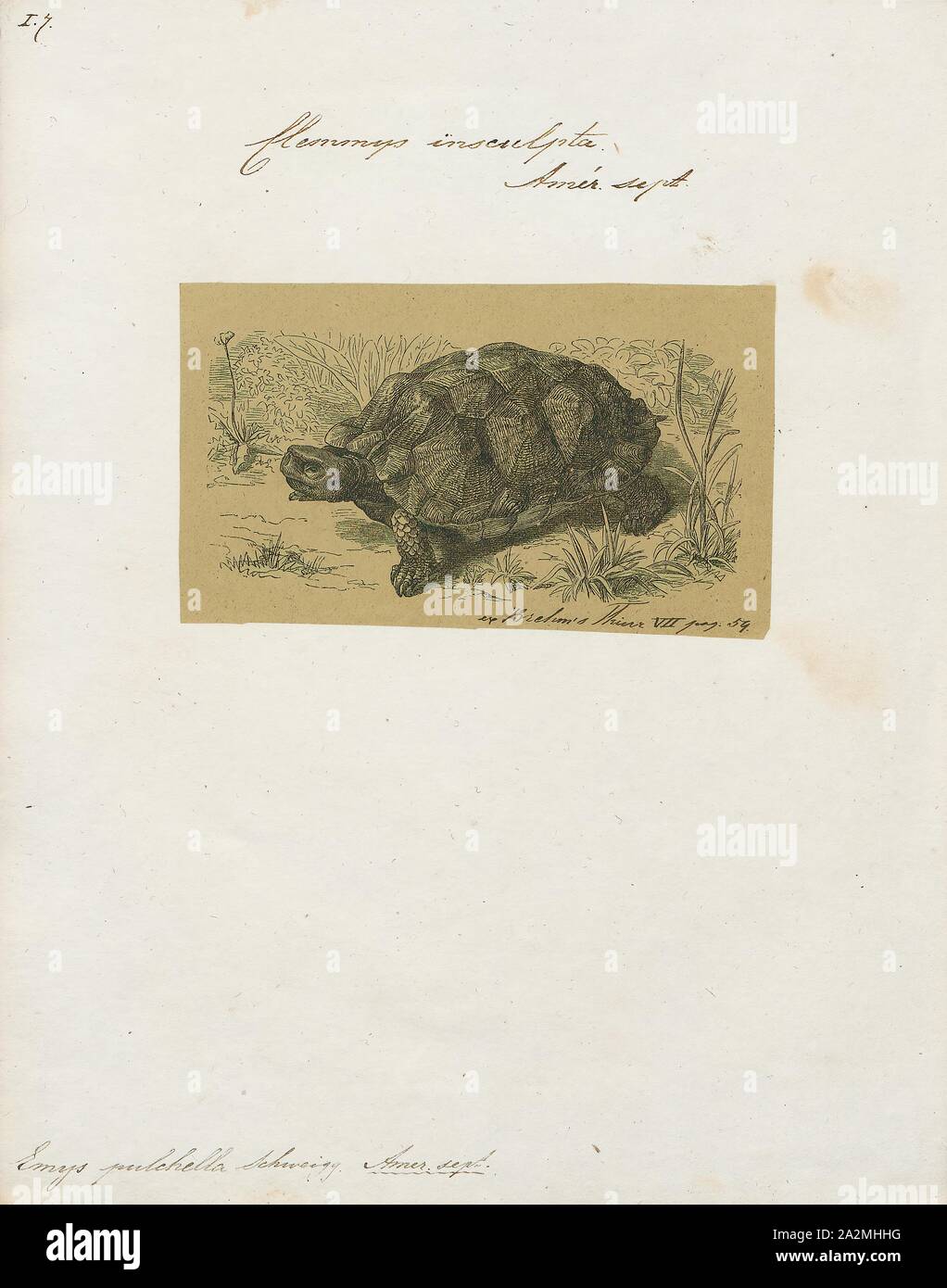 Emys pulchella, stampa il legno Tartaruga (Glyptemys insculpta) è una specie di tartaruga endemica in Nord America. È in genere Glyptemys, un genere che contiene solo un'altra specie di tartaruga: la tartaruga palustre (Glyptemys muhlenbergii ). Il legno Tartaruga raggiunge un rettilineo di lunghezza del carapace di 14 a 20 centimetri (5,5 e 7,9 in), la sua caratteristica principale è la forma piramidale del scutes sul suo guscio superiore. Morfologicamente è simile alla tartaruga palustre, pezzata tartaruga (Clemmys guttata), Blanding's Turtle (Emydoidea blandingii). Il legno Tartaruga esiste in un ampio raggio geografico Foto Stock