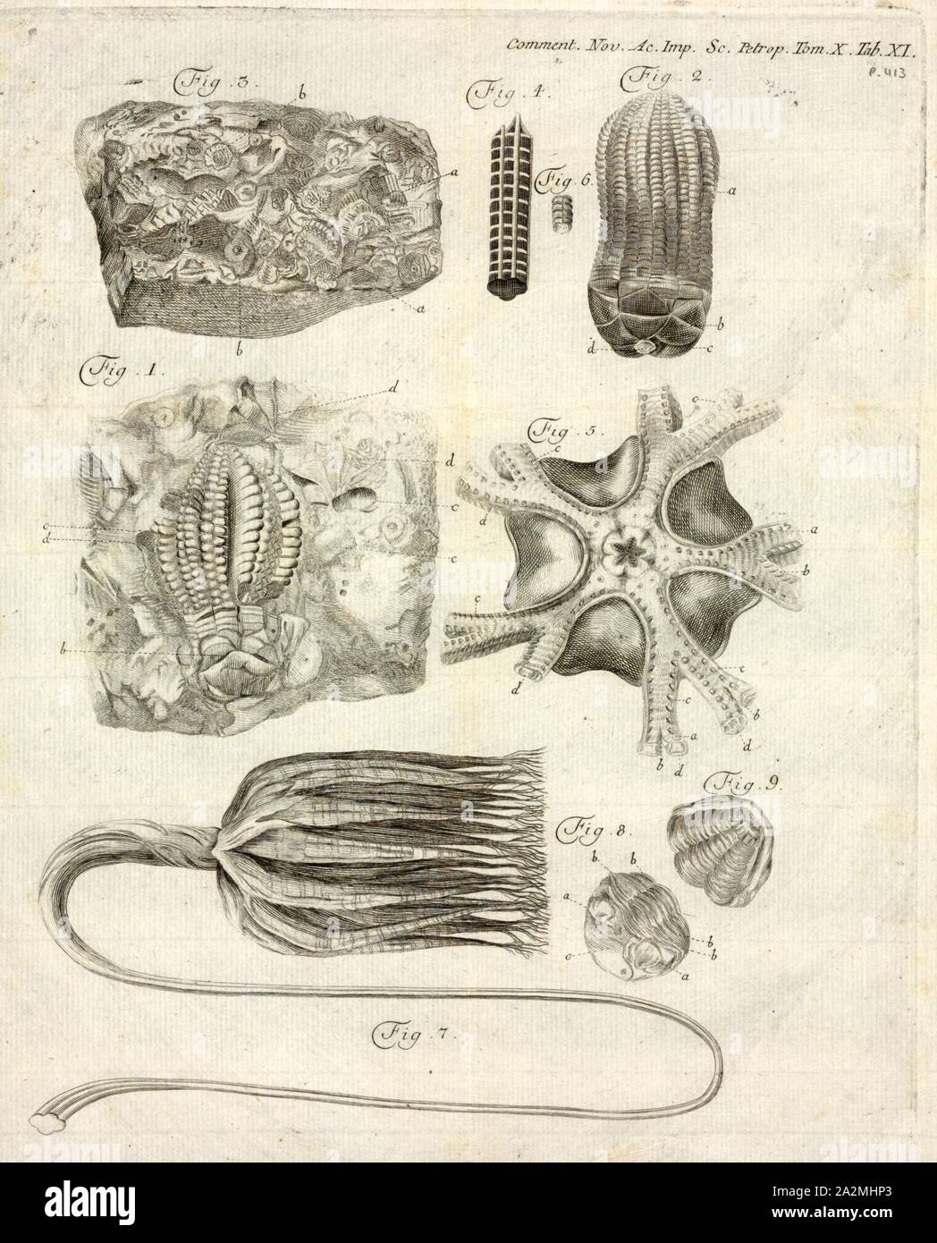 Encrinus spec., Stampa Encrinus è un genere estinto di crinoidi, E 'uno dei più famosi'. Essa visse durante il Triassico medio e i suoi fossili sono stati trovati in Europa Foto Stock