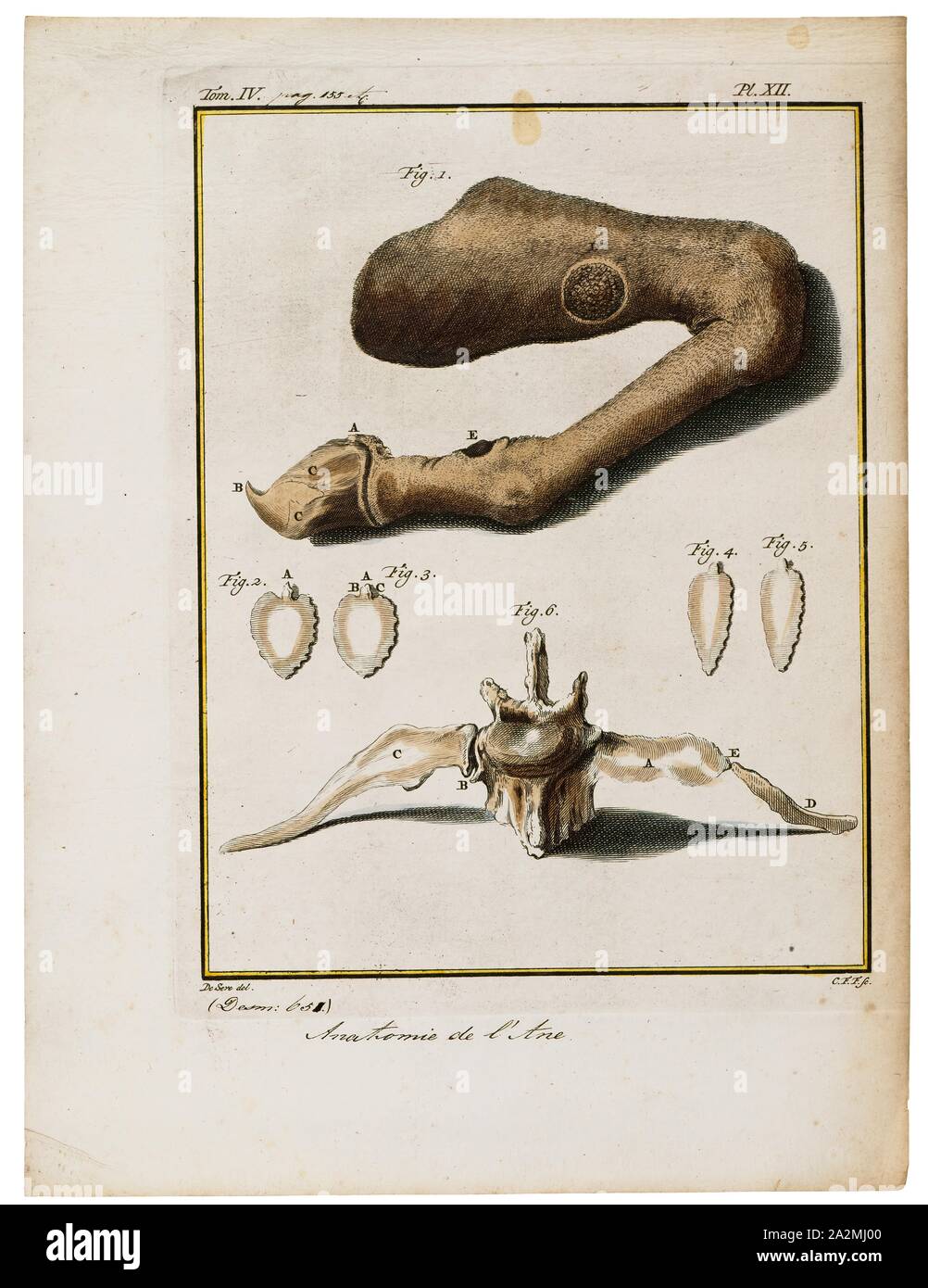 Equus asinus, Stampa, asinus è un sottogenere di Equus (single-toed (hooved) animale da pascolo) che comprende diverse sottospecie di equidi comunemente noto come asini, caratterizzato da lunghe orecchie, una magra, dritto-backed costruire, la mancanza di un vero garrese, una grossa criniera e coda e una reputazione di notevole robustezza e resistenza., anatomia Foto Stock