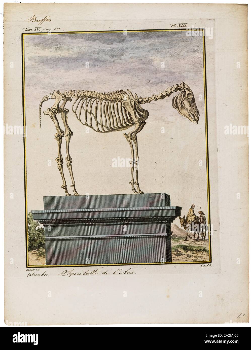 Equus asinus, Stampa, asinus è un sottogenere di Equus (single-toed (hooved) animale da pascolo) che comprende diverse sottospecie di equidi comunemente noto come asini, caratterizzato da lunghe orecchie, una magra, dritto-backed costruire, la mancanza di un vero garrese, una grossa criniera e coda e una reputazione di notevole robustezza e resistenza., lo scheletro Foto Stock