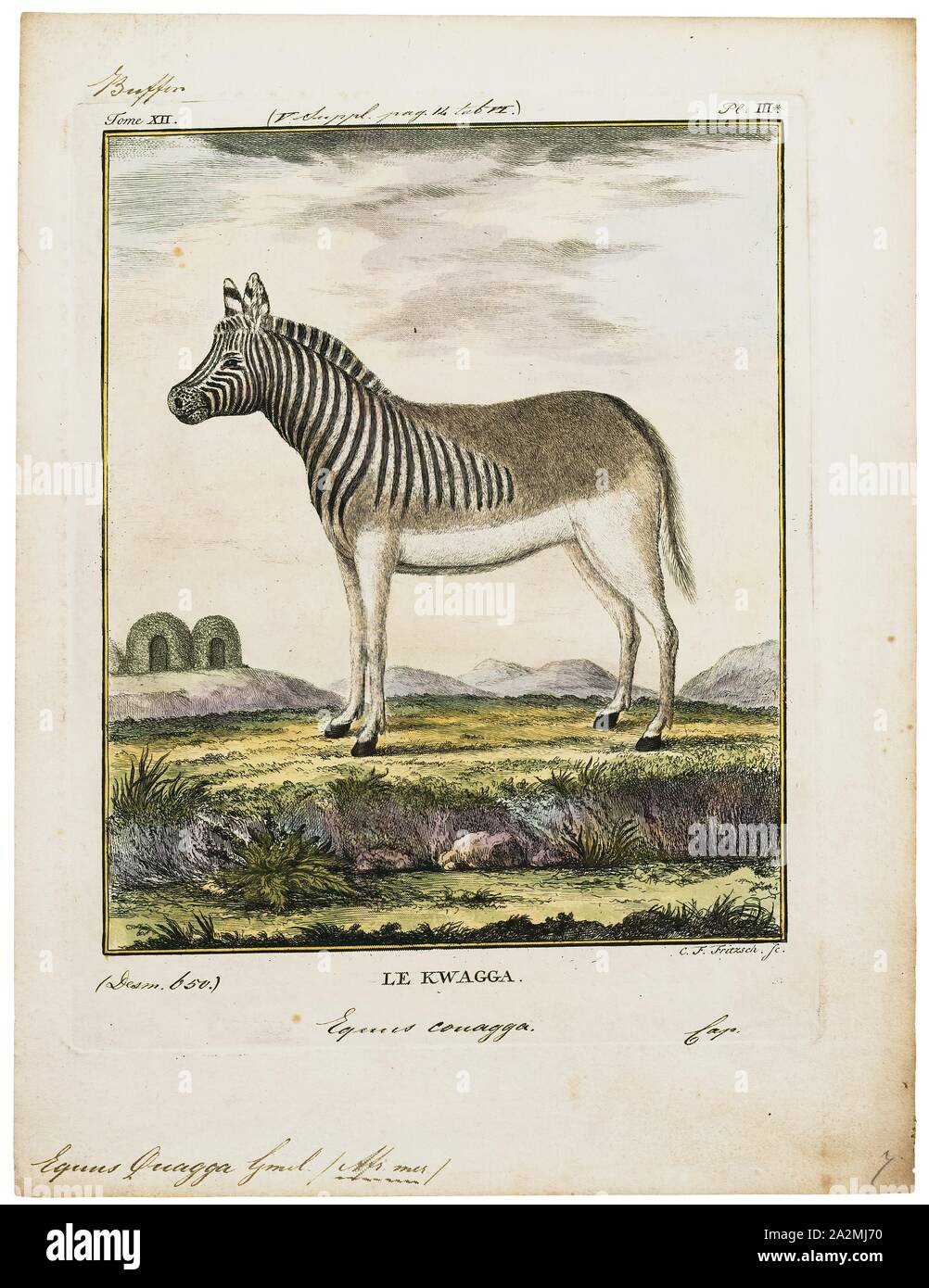 Equus quagga, stampa le pianure zebra (Equus quagga, precedentemente Equus burchellii), noto anche come il comune, zebra è il più comune e diffuso geograficamente specie di zebra. La sua gamma è frammentato, ma abbraccia gran parte dell Africa meridionale e orientale a sud del Sahara. Sei sottospecie sono state riconosciute tra cui l'estinto quagga che è stato pensato per essere una specie separate. Tuttavia, le ricerche più recenti supporta variazioni nelle popolazioni di zebra essendo clines piuttosto che di sottospecie., 1700-1880 Foto Stock