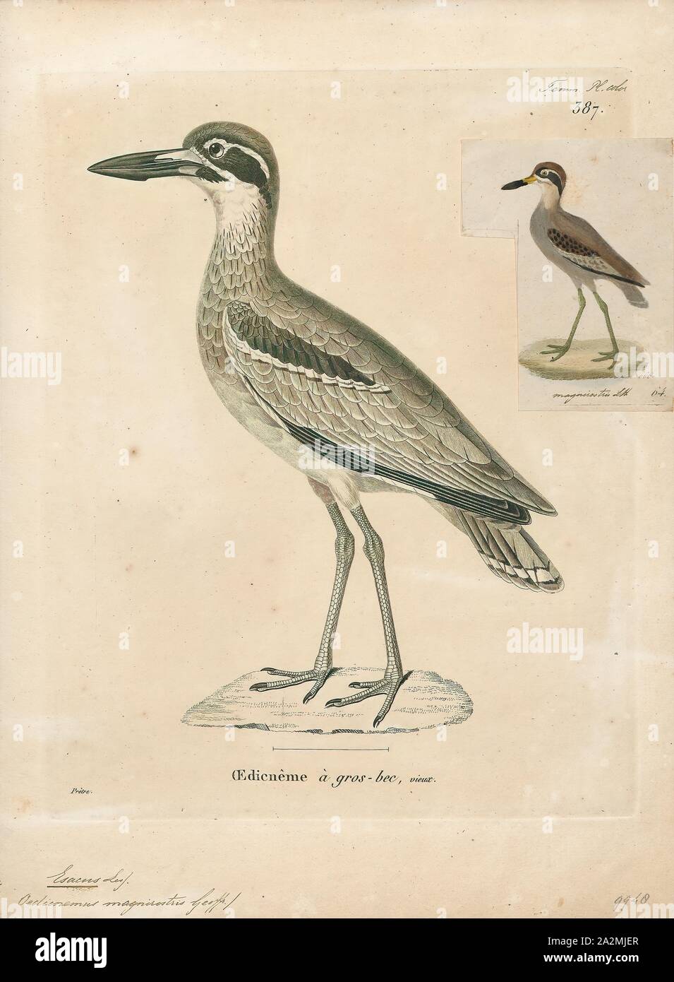 Esacus magnirostris, stampa la spiaggia di pietra-curlew (Esacus magnirostris) noto anche come spiaggia thick-ginocchio è un grande, massa-abitazione uccello che si verifica in Australasia, le isole del sud-est asiatico. A 55 cm (22 in) e 1 kg (2,2 lb), è uno dei più grandi del mondo uccelli costieri. Ad una media di 1, 032 g (2.275 lb) nei maschi e 1, 000 g (2,2 lb) nelle femmine, è il più pesante membro vivo della Charadriiformes al di fuori del gabbiano e skua famiglie., 1700-1880 Foto Stock