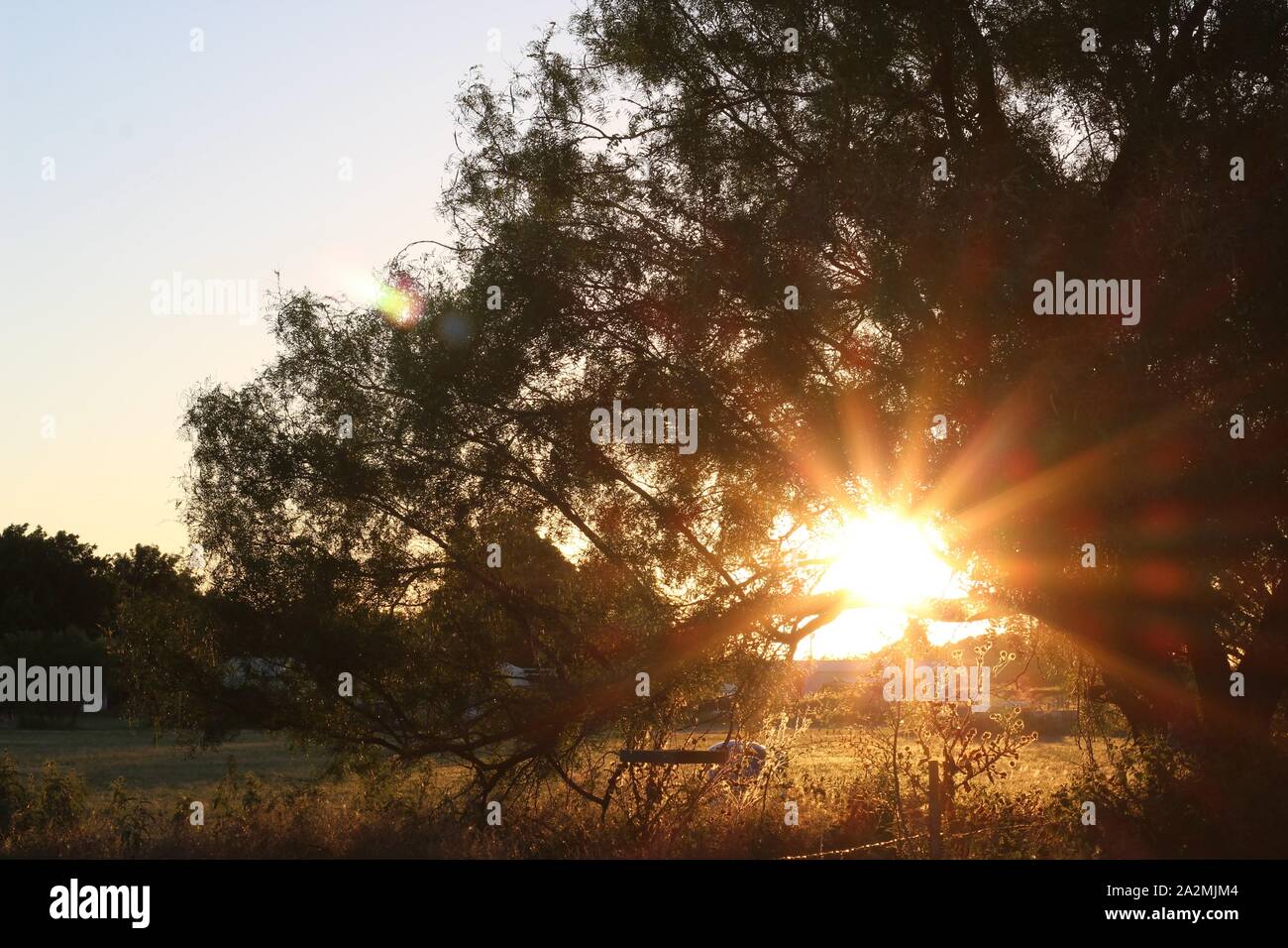 Tramonto dietro un vecchio mesquite tree Foto Stock