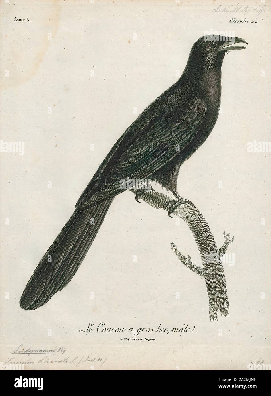 Eudynamys horonata, Stampa, koel, il vero koels, Eudynamys, sono un genere di cucù dall Asia e Australia e Pacifico. Essi sono grandi sessualmente dimorphic cucù che mangiare frutta e insetti e hanno forte carattere distintivo delle chiamate. Essi sono parassiti di covata, ponendo le loro uova in nidi di altre specie., 1796-1808 Foto Stock Eudynamys horonata, Stampa, koel, il vero koels, Eudynamys, sono un genere di cucù dall Asia e Australia e Pacifico. Essi sono grandi sessualmente dimorphic cucù che mangiare frutta e insetti e hanno forte carattere distintivo delle chiamate. Essi sono parassiti di covata, ponendo le loro uova in nidi di altre specie., 1796-1808 Foto Stock